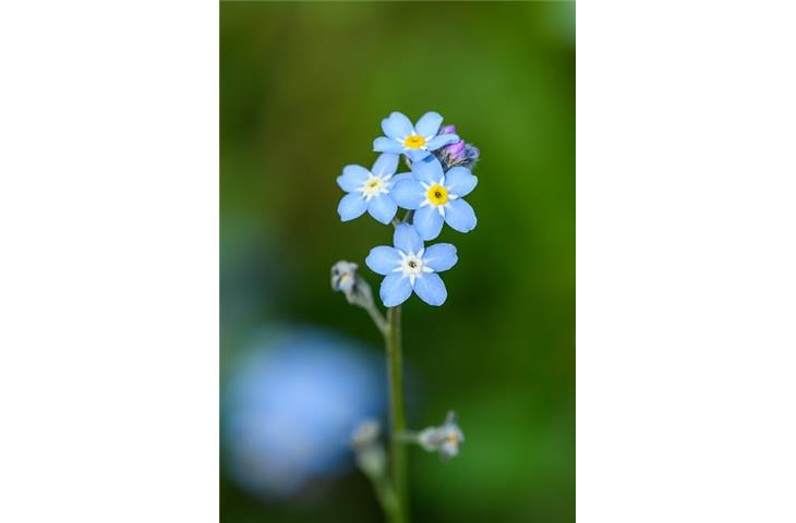 cabinet hardware hinges near me