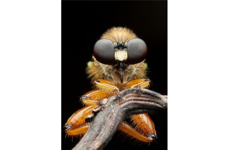 inset cabinet hinges