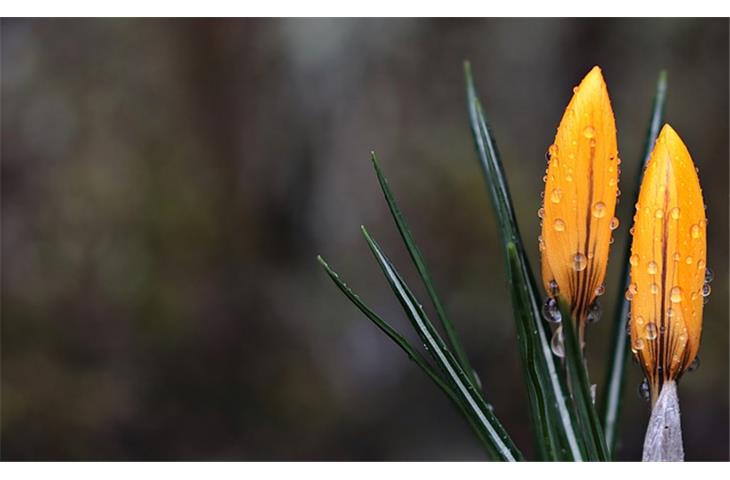 internal spring hinges