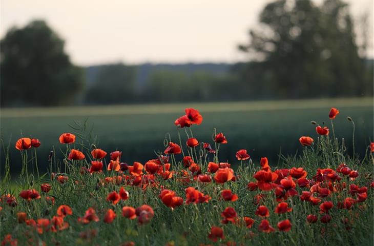 outdoor spring hinge