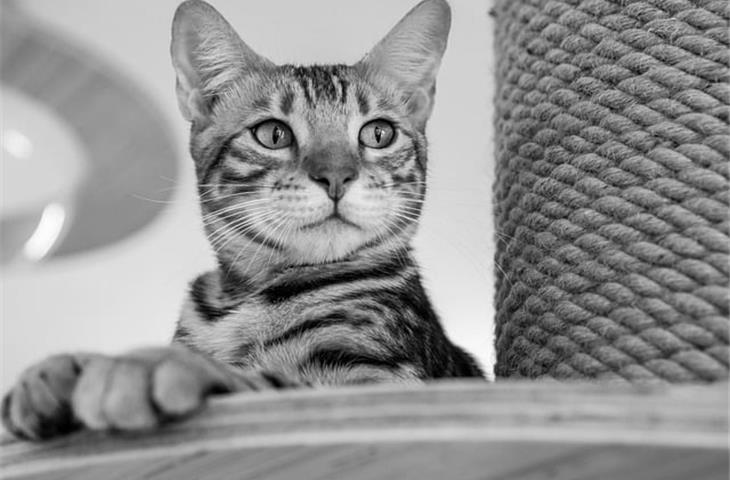 white door black hinges