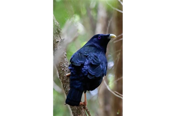 satin nickel cabinet hinges