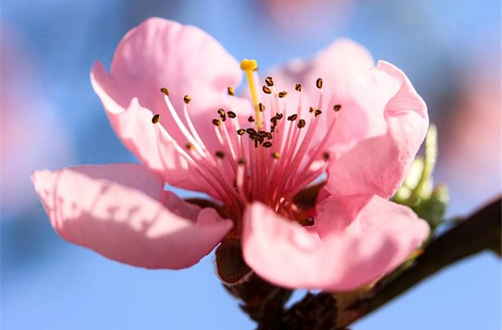 single acting spring hinges