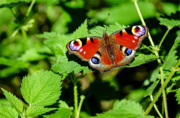 butterfly cabinet hinges