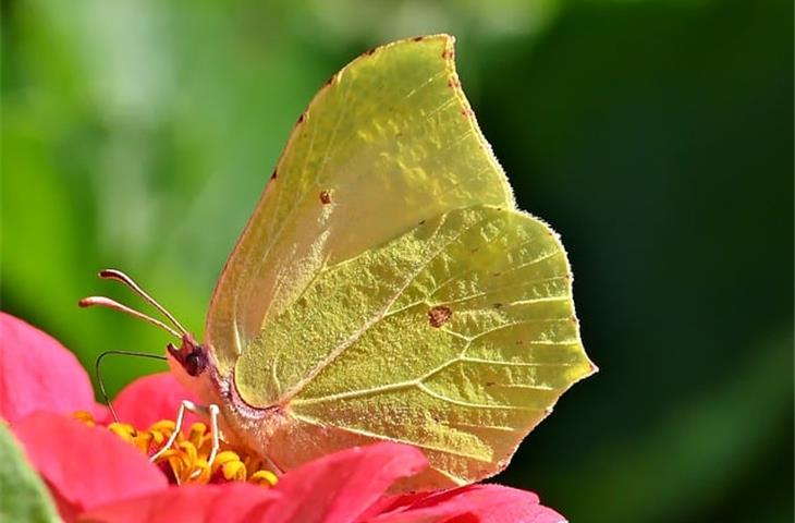 butterfly cabinet hinges