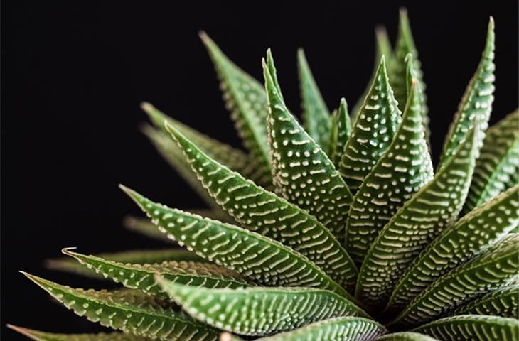 solid brass butt hinges