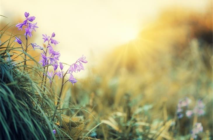spring hinges
