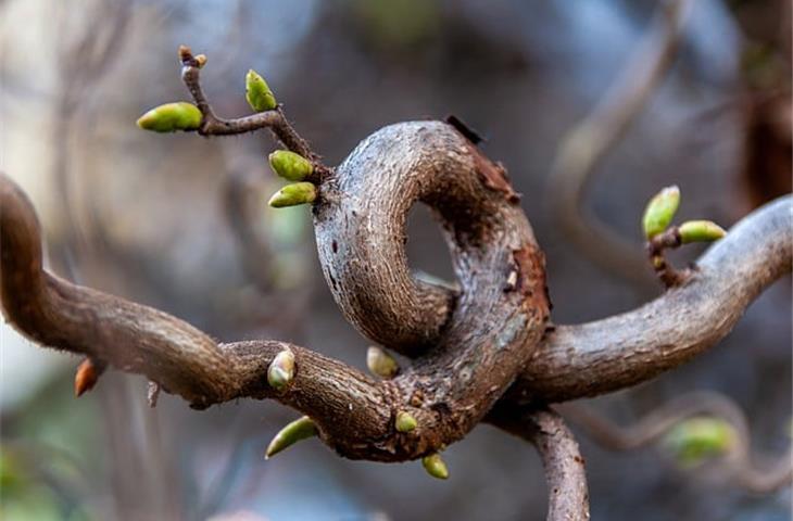internal spring hinges