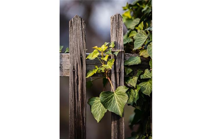 heavy duty wood fence gate hinges