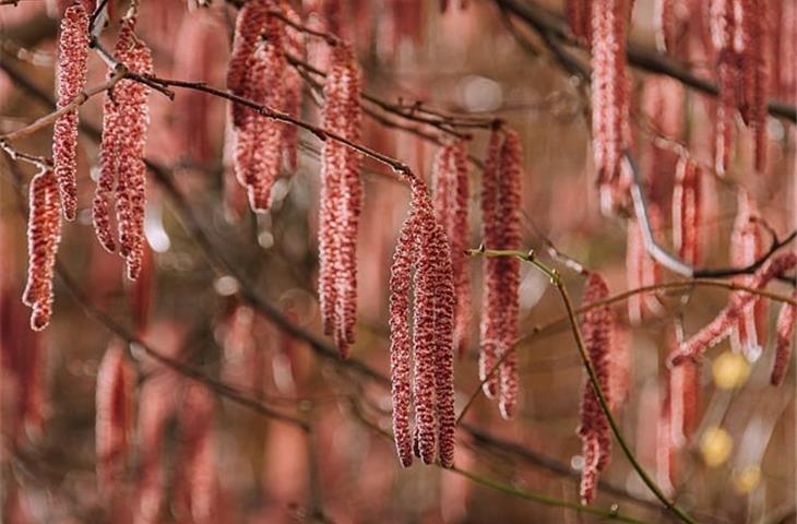 concealed spring