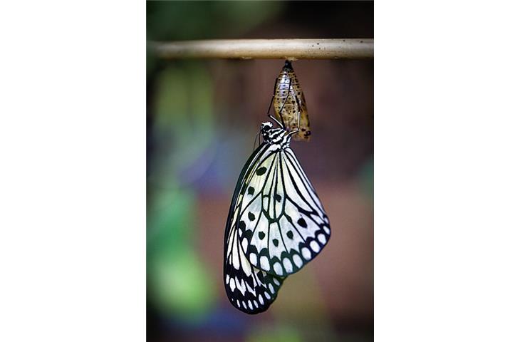 butterfly cabinet hinges